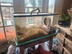 Hok voor gerbil of hamster, Minder dan 75 cm, Ophalen, Minder dan 60 cm, Hok