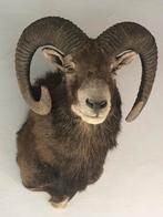 Taxidermie Moeflon, Ophalen of Verzenden, Nieuw, Overige soorten, Opgezet dier