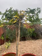 Lei Liquidambar €60, Tuin en Terras, Planten | Bomen, Ophalen of Verzenden, Halfschaduw, Leiboom, 100 tot 250 cm