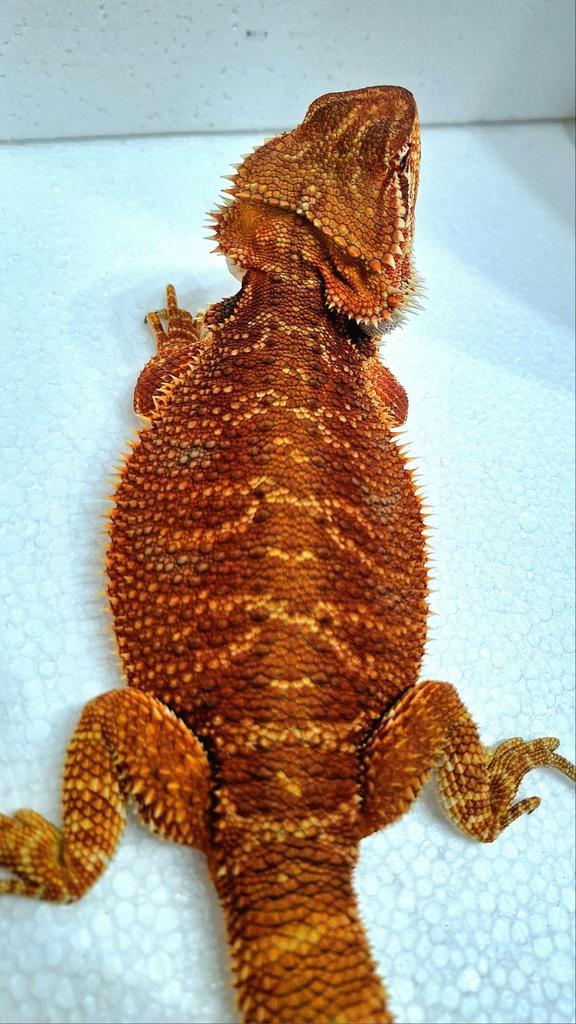 Baardagaam vrouw Oranje/Rood 7 maanden