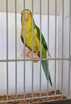 Citroenparkieten, Dieren en Toebehoren, Vogels | Parkieten en Papegaaien, Meerdere dieren, Parkiet, Geringd