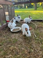 Baby konijnen 8 weken oud, Dieren en Toebehoren, Konijnen, Meerdere dieren, Dwerg, Hangoor, 0 tot 2 jaar
