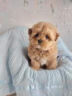 Gastgezin gezocht voor maltipoo pup reu, Parvo, 8 tot 15 weken, Eén hond, Nederland