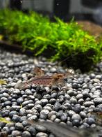 prachtige Neocaridina garnalen, Dieren en Toebehoren, Kreeft, Krab of Garnaal