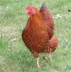 Gezocht: Broedeieren New Hampshire kip., Dieren en Toebehoren, Pluimvee, Geslacht onbekend, Kip