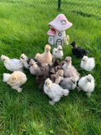 Usa zijdehoen hennen 🐥bijna 6wk geent 💯% hen garantie✅, Dieren en Toebehoren, Pluimvee, Vrouwelijk, Kip