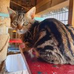 kittens kruising britse korthaar europese korthaar, Dieren en Toebehoren, Katten en Kittens | Raskatten | Korthaar, Kater, Gechipt