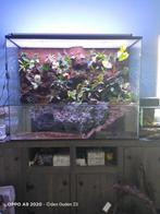 Paludarium - Queenies Glas en Terrarium specialisten, Verzenden, Nieuw, Terrarium of Paludarium