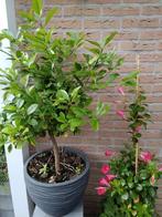 Sinasappel boompje op stam 1,10 hoog, Ophalen of Verzenden, Volle zon, Overige soorten