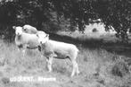 978693 Usquert Groningen 1976 Biwema Nette oude kaart, Ophalen of Verzenden, 1960 tot 1980, Ongelopen, Groningen