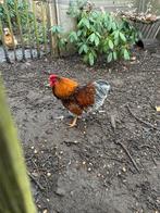 Wyandotte haan, Dieren en Toebehoren, Pluimvee, Mannelijk, Kip