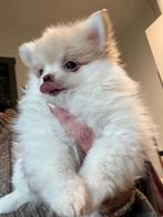 Pomchi puppy, Dieren en Toebehoren, Parvo, Reu, 8 tot 15 weken, Eén hond
