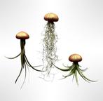 Jellyfish luchtplantjes!, Huis en Inrichting, Kamerplanten, Overige soorten, Minder dan 100 cm, Halfschaduw, Bloeiende kamerplant