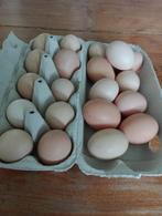 Broed eieren, Dieren en Toebehoren, Pluimvee, Kip, Meerdere dieren
