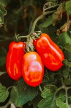 San Marzano 2 Tomatenzaden - Voor de Beste Pastasaus!, Tuin en Terras, Bloembollen en Zaden, Ophalen of Verzenden, Volle zon