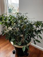 Ficus Benjamin, Huis en Inrichting, Kamerplanten, Ophalen, Ficus, Halfschaduw, Minder dan 100 cm