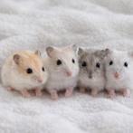 Super lieve baby dwerghamsters, Hamster, December, Meerdere dieren, Tam