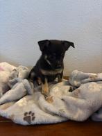 Jackrussel x pomeriaan, Dieren en Toebehoren, Parvo, Overige rassen, 8 tot 15 weken, Teef