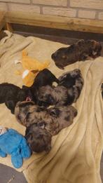 Lieve Boomer x Poedel pups – Geboren 27 januari –, Parvo, Overige rassen, 8 tot 15 weken, Meerdere