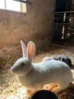 zeer groot 2 wit duitse reus voedsters & 1 zwart rammetje, Meerdere dieren, Groot
