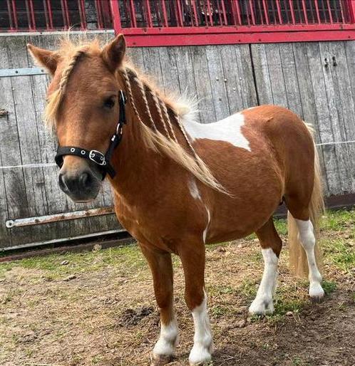 Mooie bonte dekhengst, Dieren en Toebehoren, Paarden en Pony's | Hoofdstellen en Tuigage, Ophalen