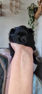 2 prachtige pomeriaan puppy's, Overige rassen, Meerdere, Meerdere dieren, Nederland