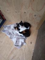 kittens af te halen ( lees beschrijving ), Dieren en Toebehoren, Katten en Kittens | Overige Katten, Poes, Kortharig, 0 tot 2 jaar