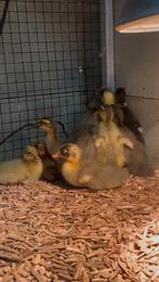 Indische Loopeend Kuikens – Handtam en Super Vriendelijk, Dieren en Toebehoren, Pluimvee, Meerdere dieren, Eend