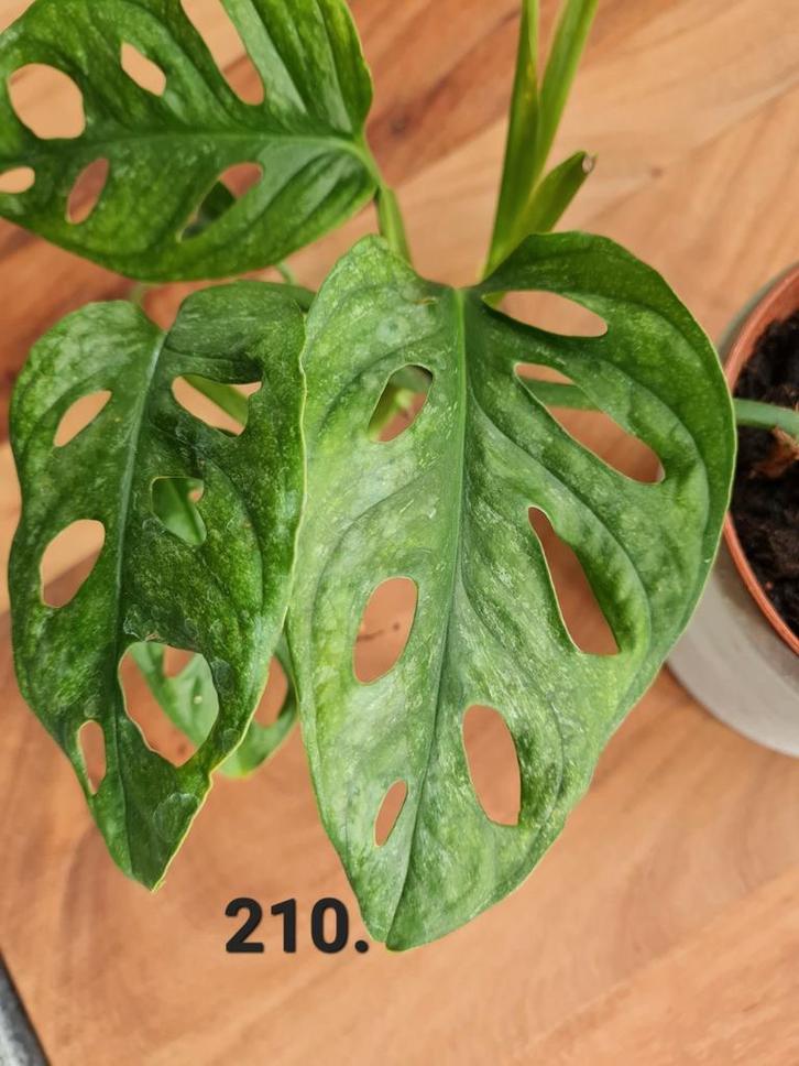 Monstera Adansonii European Mint, Huis en Inrichting, Kamerplanten, Minder dan 100 cm, Halfschaduw, Ophalen of Verzenden