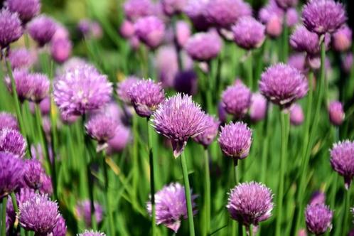 Bio Zaden Bieslook - Allium schoenoprasum *eetbare bloemen*, Tuin en Terras, Bloembollen en Zaden, Zaad, Gehele jaar, Volle zon