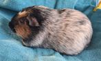 Tweekleur dalmatiner californian zwart cavia, Oktober, Mannelijk, Cavia