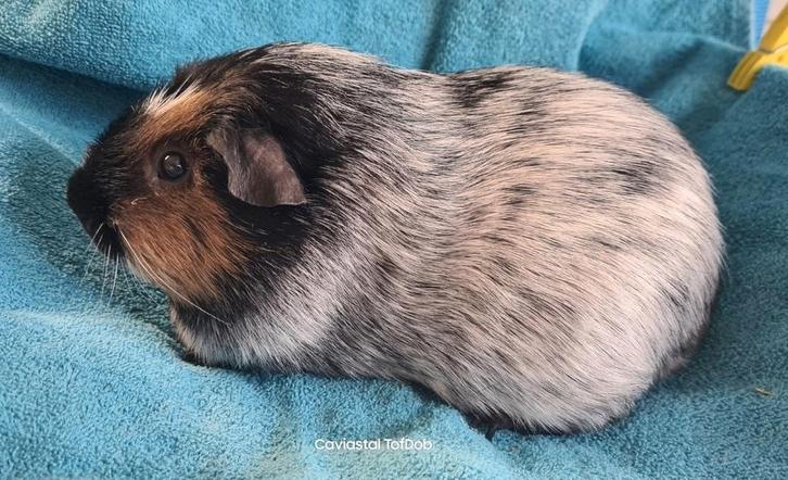 Tweekleur dalmatiner californian zwart cavia, Dieren en Toebehoren, Knaagdieren, Mannelijk, Cavia, Oktober