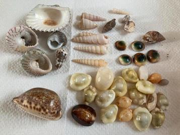 Schelpen Cowrie Kauri diverse zaten bij verzameling Papoea beschikbaar voor biedingen