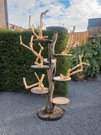 Javaboom, Meerdere dieren, Parkiet