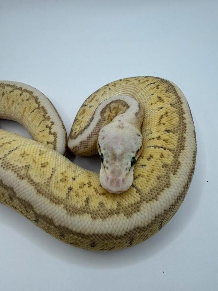 Ballpython koningspython vrouw