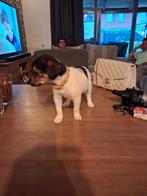 Boerenfox pups, Dieren en Toebehoren, Overige rassen, 8 tot 15 weken, Meerdere dieren, Eén hond
