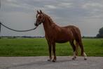 Mooie Welsh pony merrie 8 jaar 113cm, Dieren en Toebehoren, Merrie, Gechipt, A pony (tot 1.17m), L