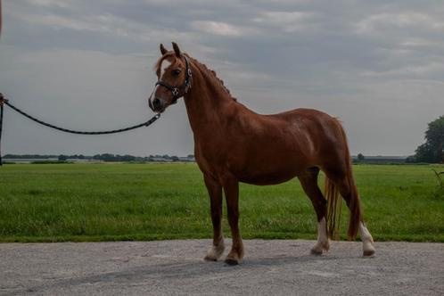 Mooie Welsh pony merrie 8 jaar 113cm, Dieren en Toebehoren, Pony's, Merrie, L, A pony (tot 1.17m), Recreatiepony, 7 tot 10 jaar