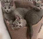 Blauwe Rus kittens met stamboom, Meerdere dieren, Met stamboom