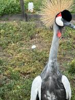 Gezocht broedrijpe kroonkraanvogel haan, Dieren en Toebehoren, Mannelijk, Overige soorten