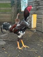 Broedeieren Indio Gigante - grootste kippenras ter wereld, Dieren en Toebehoren, Pluimvee, Geslacht onbekend, Kip