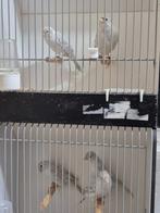 kleurkanaries  Agaat opaal wit recessief, Dieren en Toebehoren, Vogels | Kanaries, Meerdere dieren, Kleurkanarie