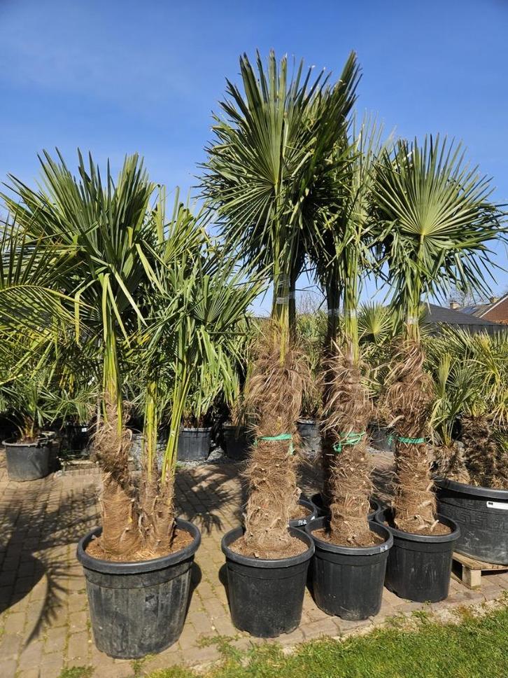 MOOIE DIKKE GOED GEWORTELDE WINTERHARDE TRACHYCARPUS PALMEN., Tuin en Terras, Planten | Bomen, Palmboom, 100 tot 250 cm, Halfschaduw