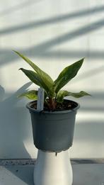 Anthurium bonplandii variegata. Pot 15, Huis en Inrichting, Kamerplanten, Ophalen of Verzenden, Overige soorten, Minder dan 100 cm