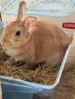 Lieve voedster te koop, Dieren en Toebehoren, Konijnen, Vrouwelijk, Middelgroot, 0 tot 2 jaar