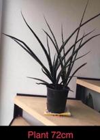 bio Sanseveria Fernwood Mikado luchtzuivering 72cm groot, Overige soorten, In pot, Minder dan 100 cm, Bloeiende kamerplant