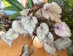 Bladbegonia in pot, Overige soorten, In pot, Minder dan 100 cm, Groene kamerplant