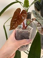 Anthurium luxurians, Ophalen of Verzenden, Halfschaduw, Minder dan 100 cm