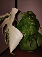 Kopstek! Monstera Borsigiana Variegated Albo op Water, Huis en Inrichting, Kamerplanten, Ophalen, Halfschaduw, Minder dan 100 cm