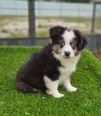 Te koop super mooie Mini Australian Sherperd pups, Nederland, CDV (hondenziekte), 8 tot 15 weken, Meerdere